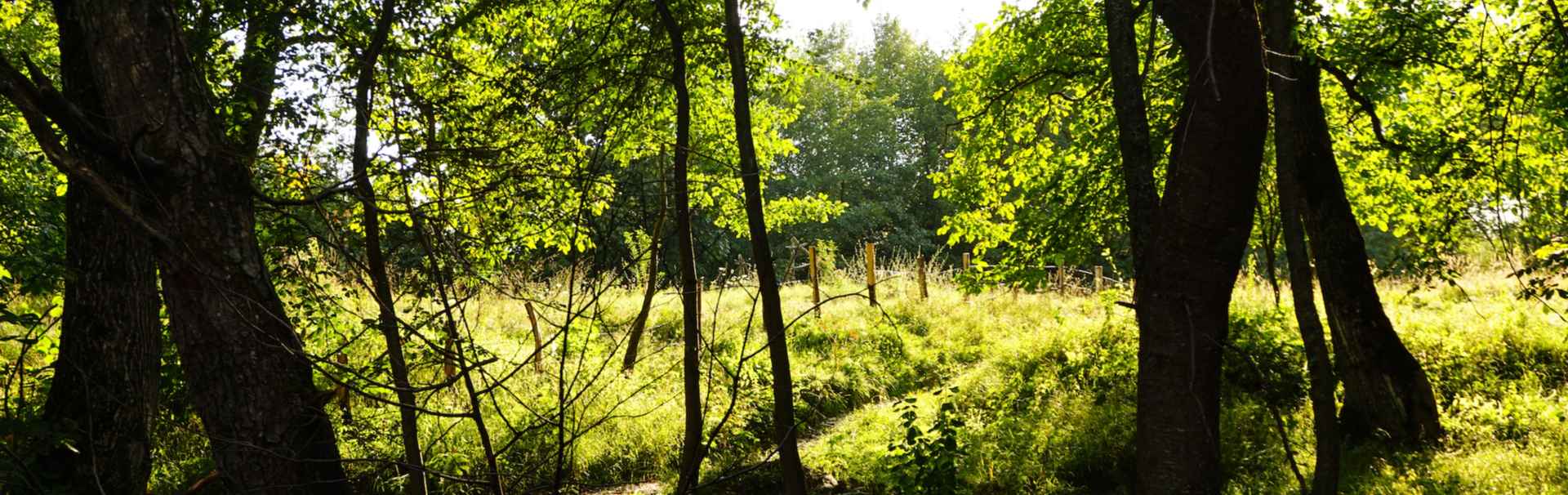 Wald