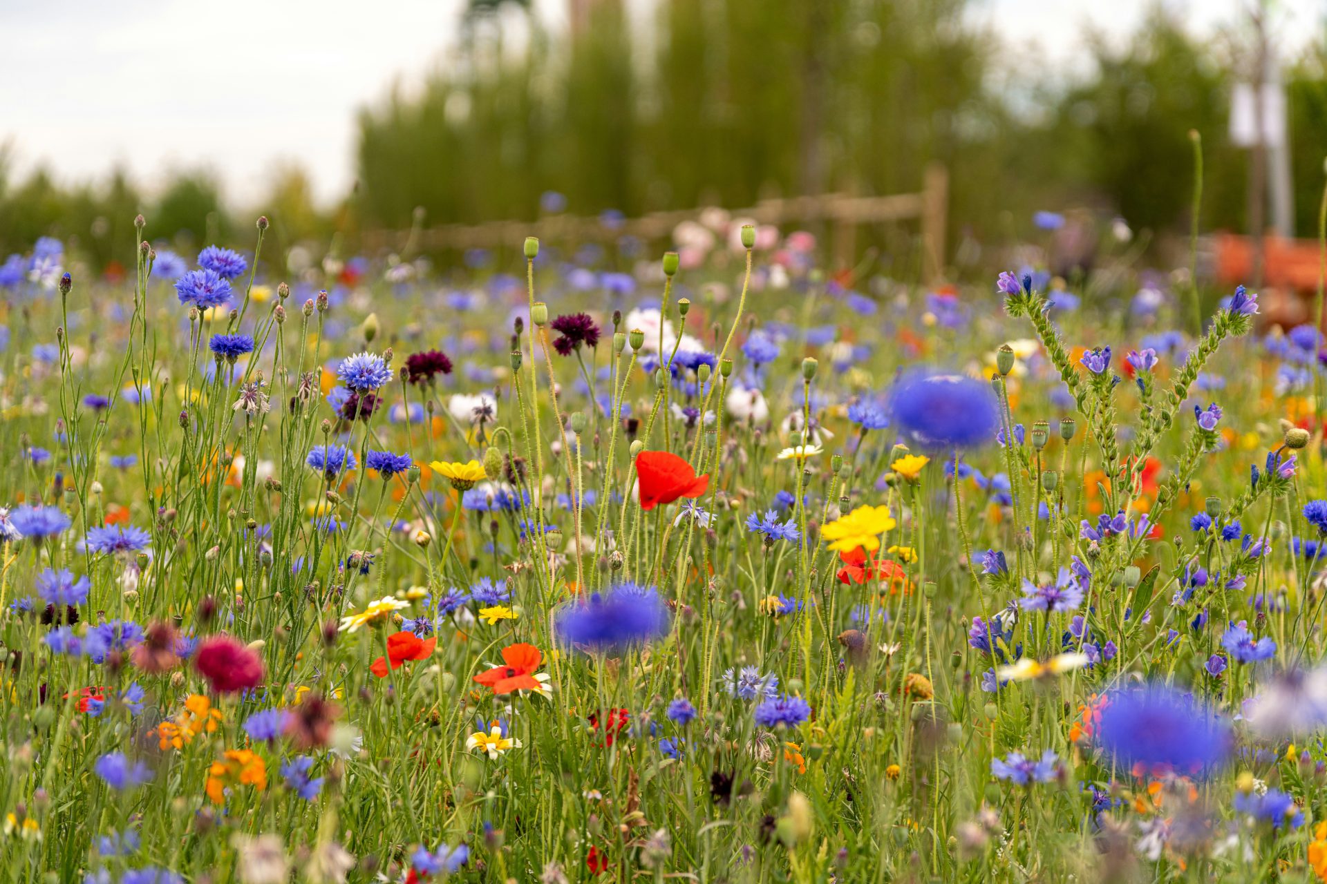 Wildblumenwiese