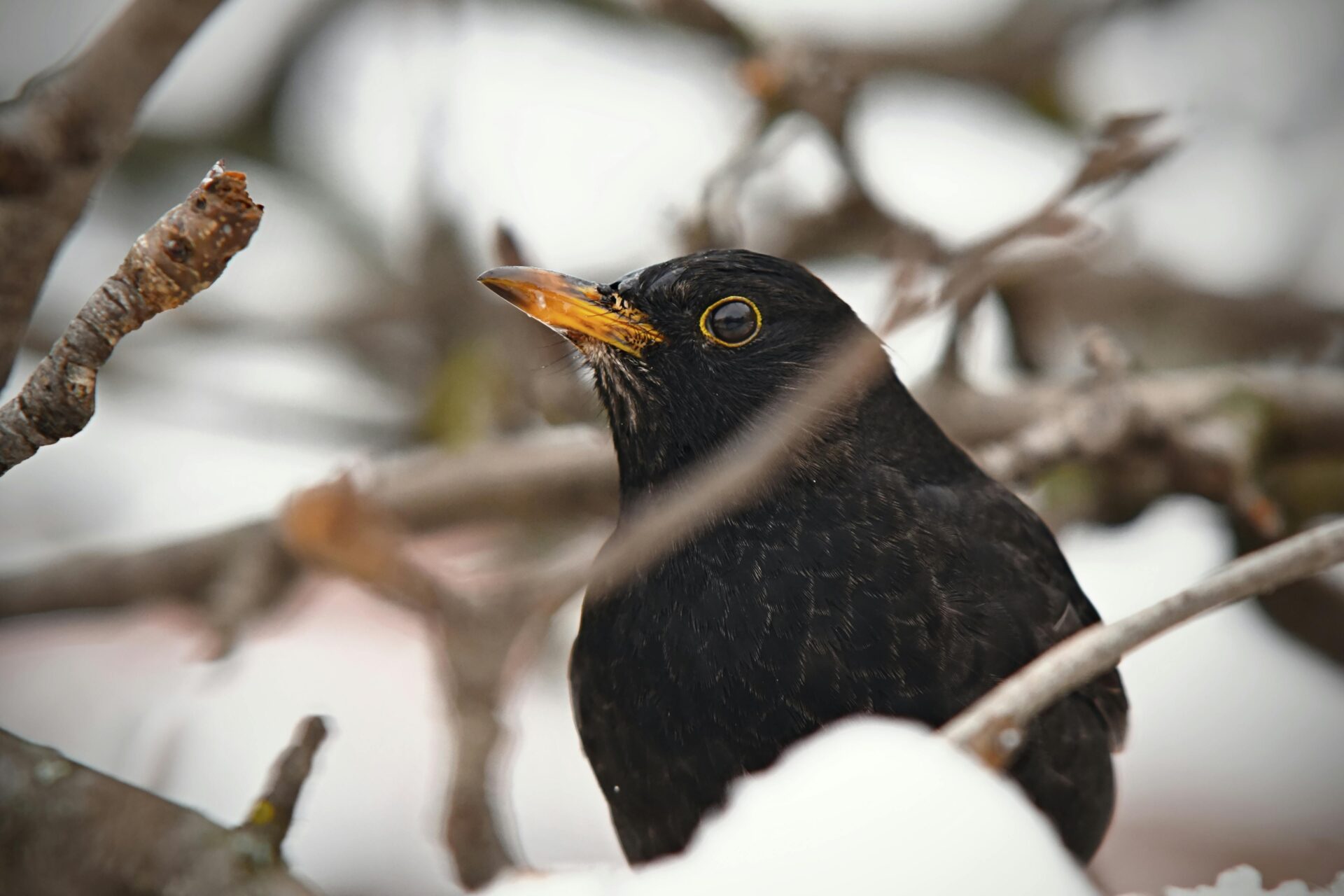 Klima Campus Act Now: Stunde der Wintervögel
