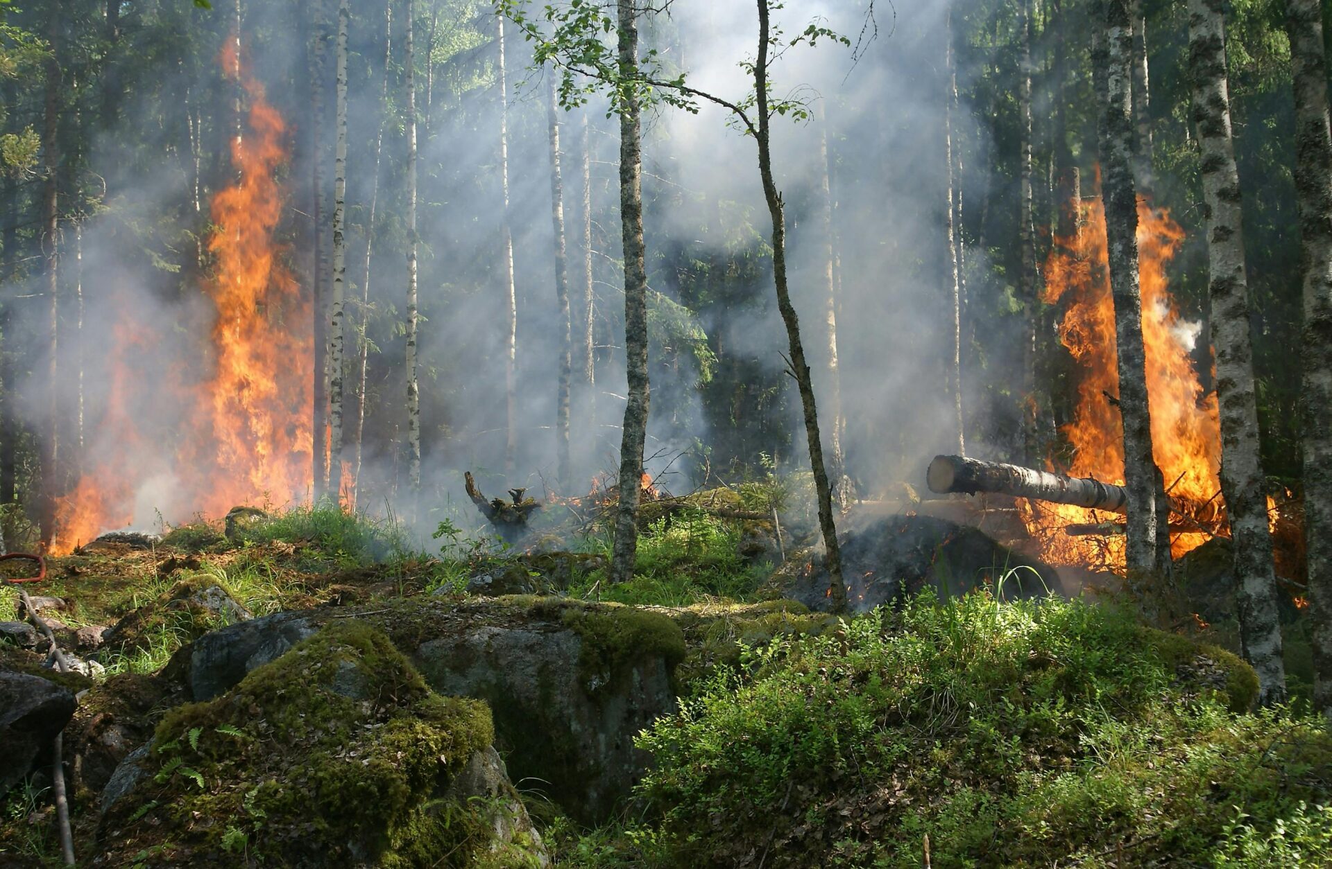 Klima Campus Act Now: Gegen Waldzerstörung