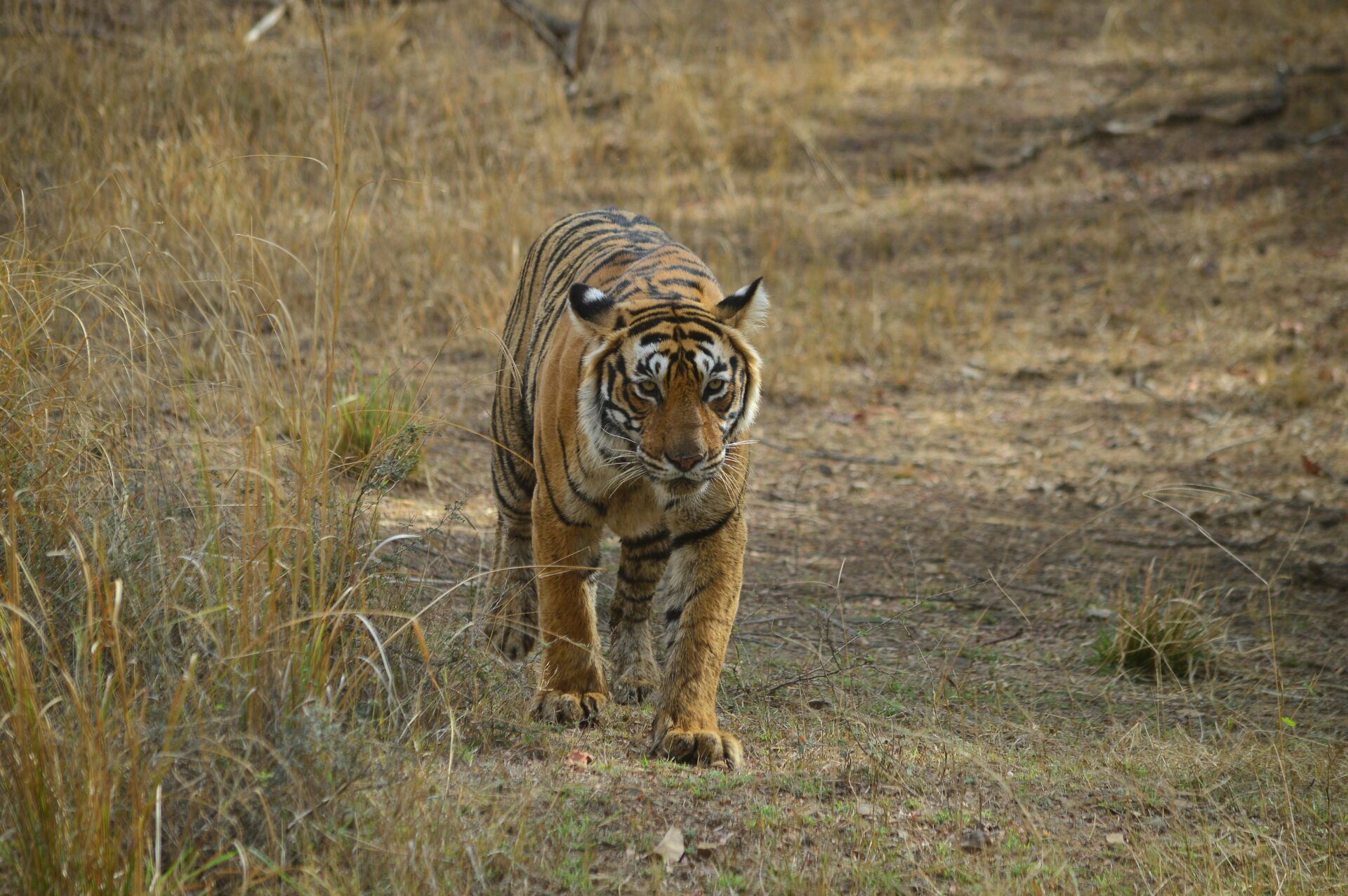 Klima Campus Good News: Tiger