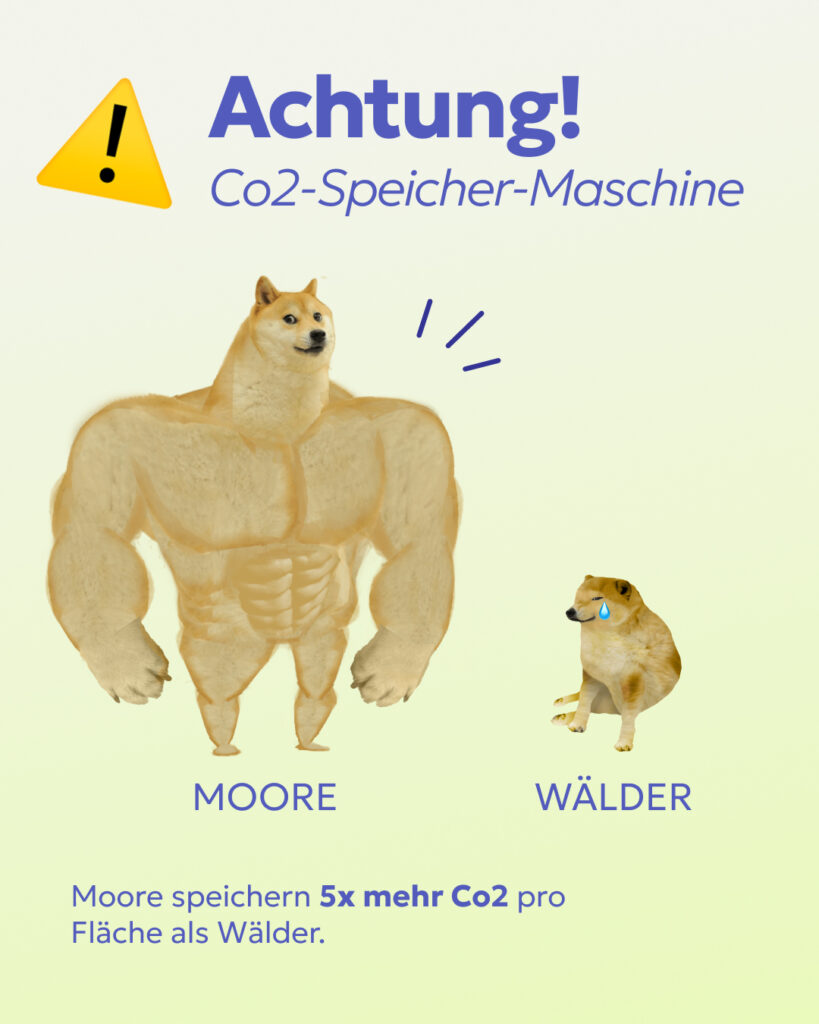 Die Illustration zeigt, dass Moore mehr Kohlenstoff speichern können als alle Wälder zusammen. Moore sind natürliche Klimaschützer.
