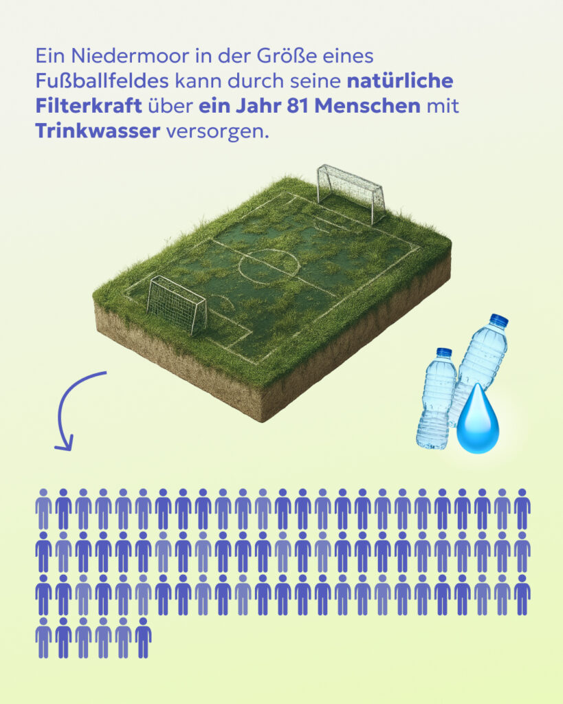 Die Illustration zeigt, dass Moore eine enorme Fähikeit haben Wasser zu filtern.