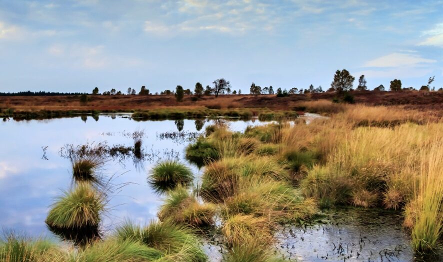 Moorlandschaft