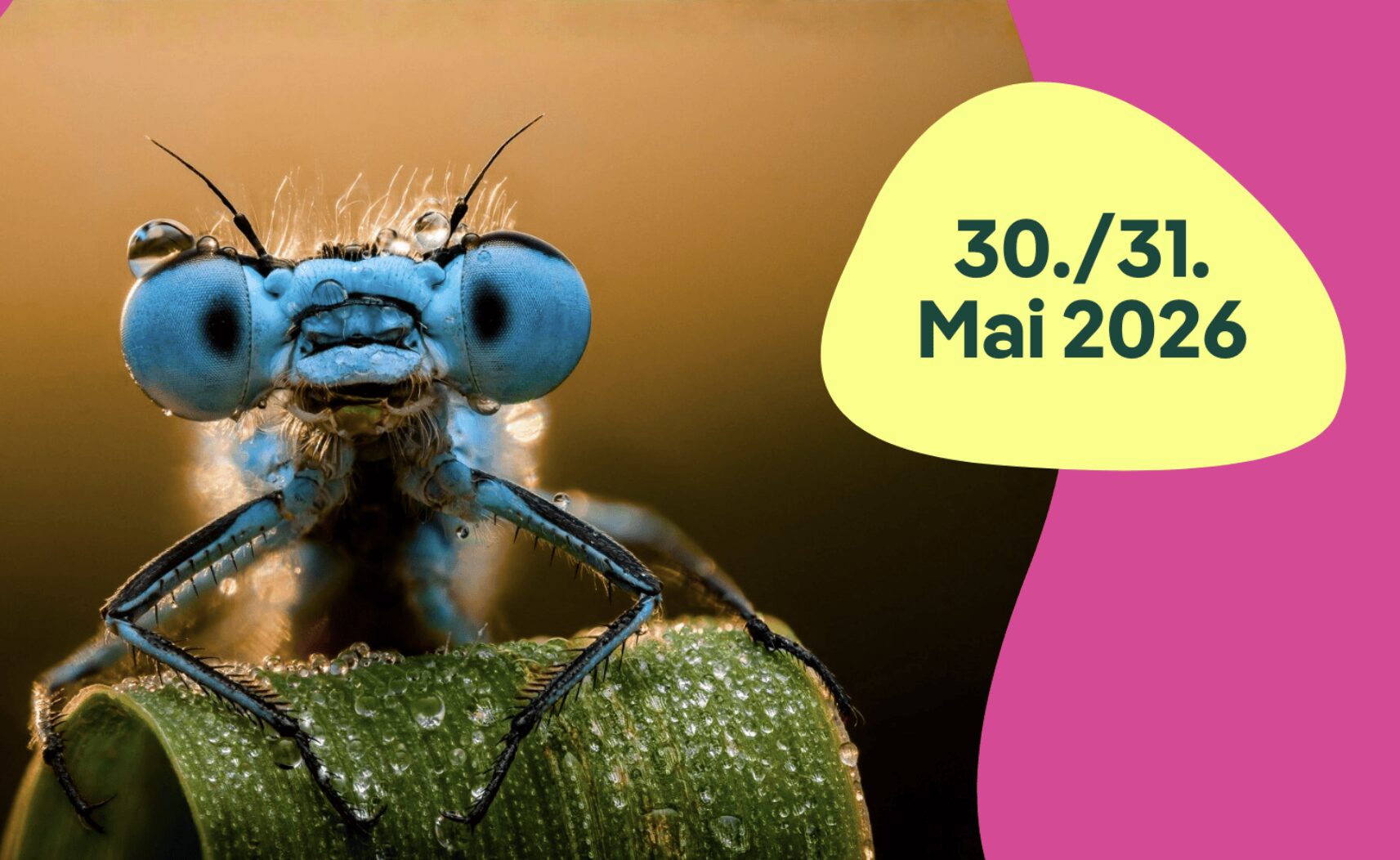 Bild vom Kopf einer großen Libelle