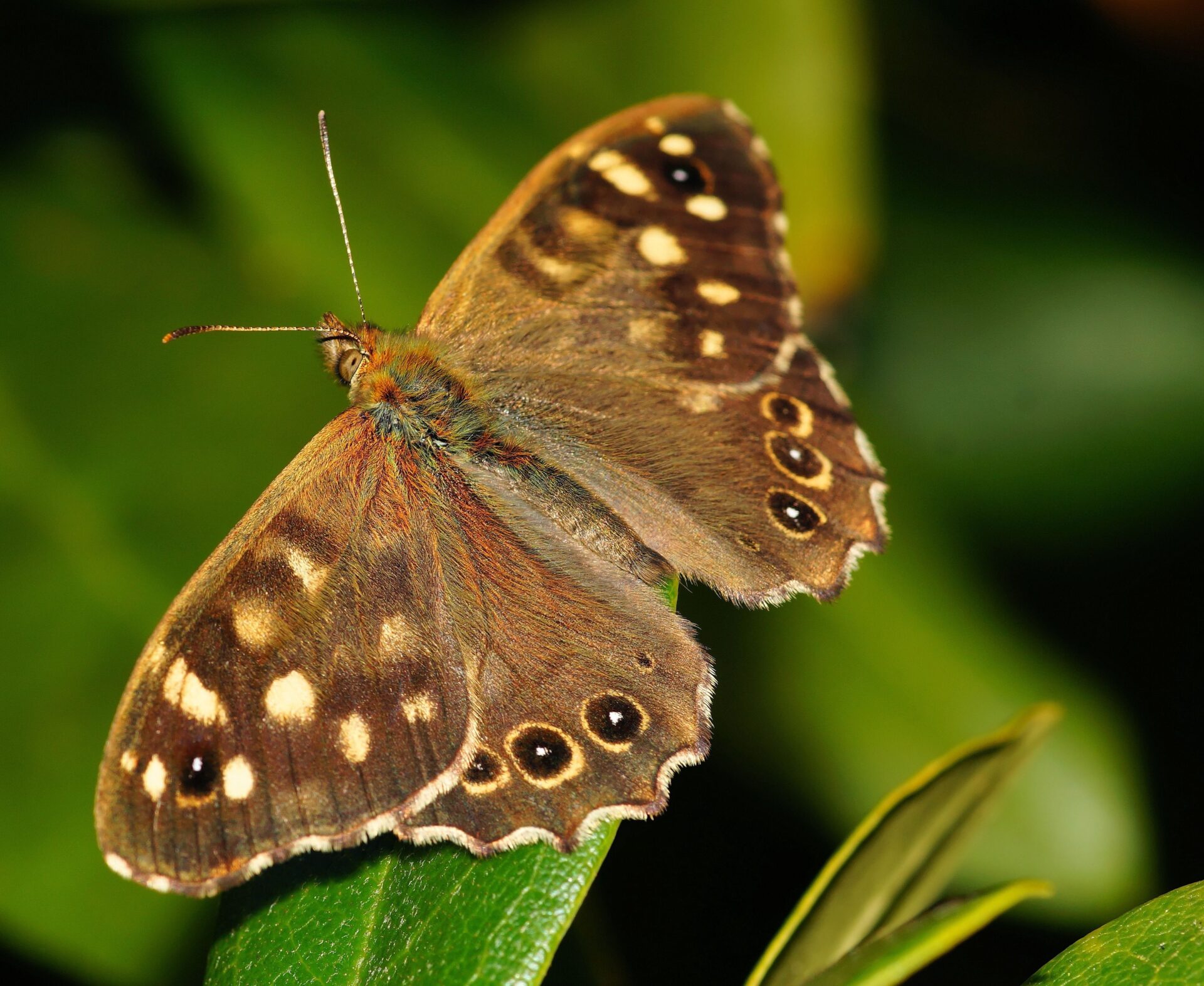 Ein Schmetterling sitzt auf einem Blatt.
